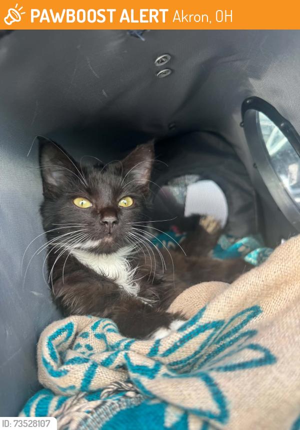Found/Stray Female Cat last seen Near villa aveneu, Akron, OH 44310