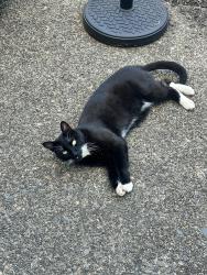Lost Male Cat last seen Brown Road & Coleman Loop, Wilsonville, OR 97070