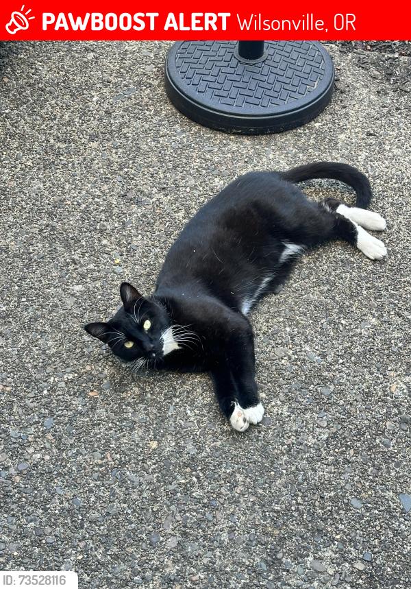 Lost Male Cat last seen Brown Road & Coleman Loop, Wilsonville, OR 97070