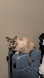 Lost Female Cat last seen SW 37th/Metolius Ave Intersection, Redmond, OR 97756