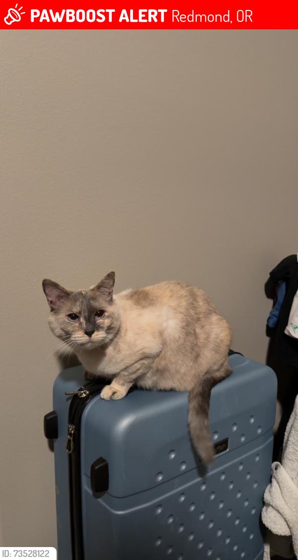 Lost Female Cat last seen SW 37th/Metolius Ave Intersection, Redmond, OR 97756