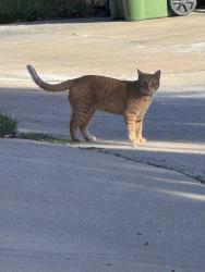 Found/Stray Male Cat last seen Scarborough Lane and Willowgate, Carrollton, TX 75006