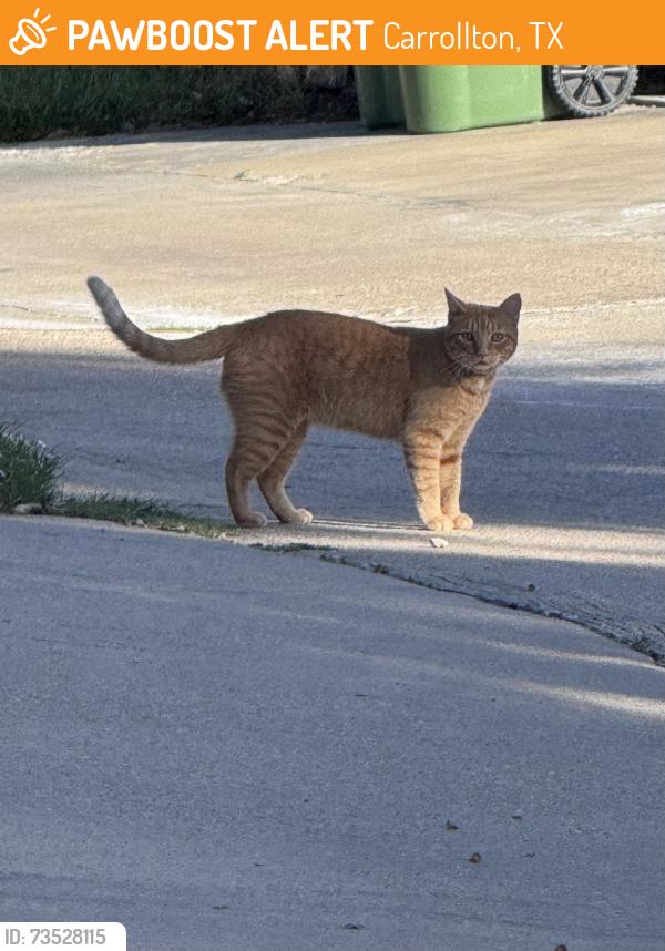 Found/Stray Male Cat last seen Scarborough Lane and Willowgate, Carrollton, TX 75006