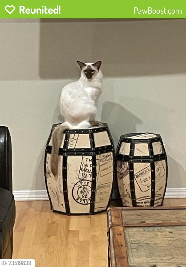 Reunited Male Cat last seen Closest landmark is the Fox Island community center, Fox Island, WA 98333