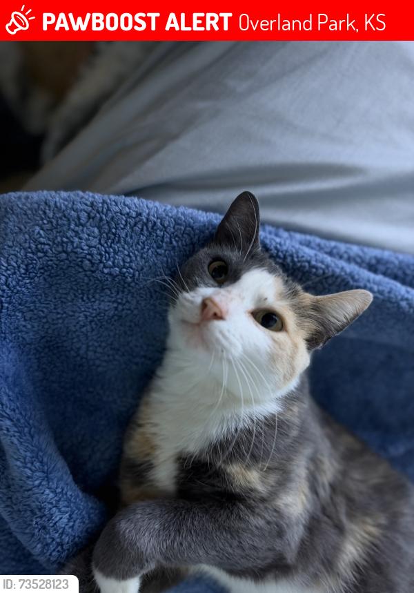 Lost Female Cat last seen 93rd st and newton, Overland Park, KS 66212