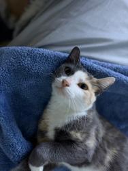 Lost Female Cat last seen 93rd st and newton, Overland Park, KS 66212