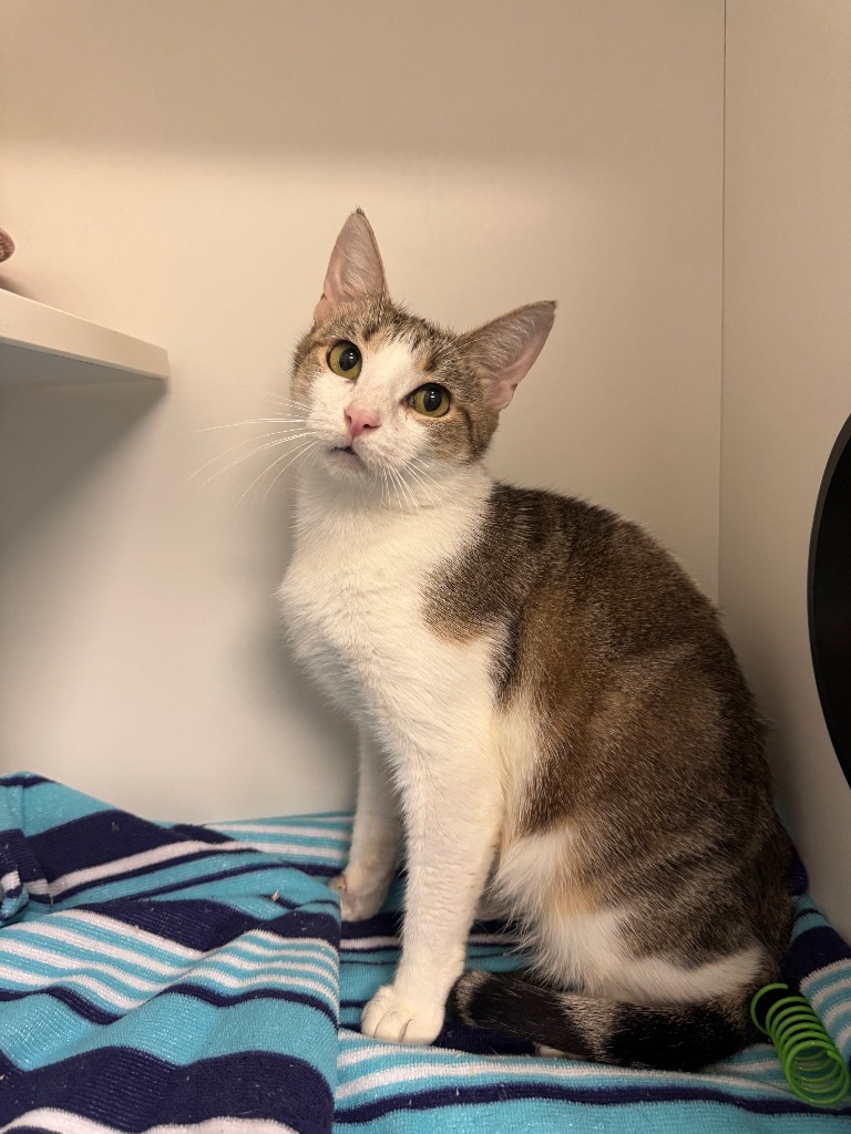 Shelter Stray Female Cat last seen Bexar County, 3353 Morningside Dr, New Braunfels, TX 78132, USA