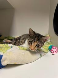 Shelter Stray Female Cat last seen Bexar County, 3353 Morningside Dr, New Braunfels, TX 78132, USA
