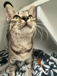 Shelter Stray Female Cat last seen Bexar County, 3353 Morningside Dr, New Braunfels, TX 78132, USA