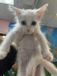 Shelter Stray Female Cat last seen Bexar County, 3353 Morningside Dr, New Braunfels, TX 78132, USA