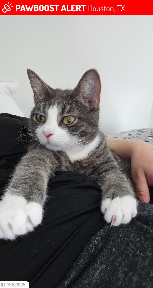 Lost Male Cat last seen Prestonwood Forest, Houston, TX 77070
