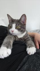 Lost Male Cat last seen Prestonwood Forest, Houston, TX 77070