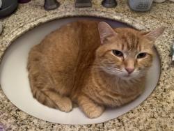 Reunited Male Cat last seen West case & Godown, Columbus, OH 43235