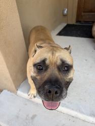 Found/Stray Male Dog last seen Spain, Albuquerque, NM 87111