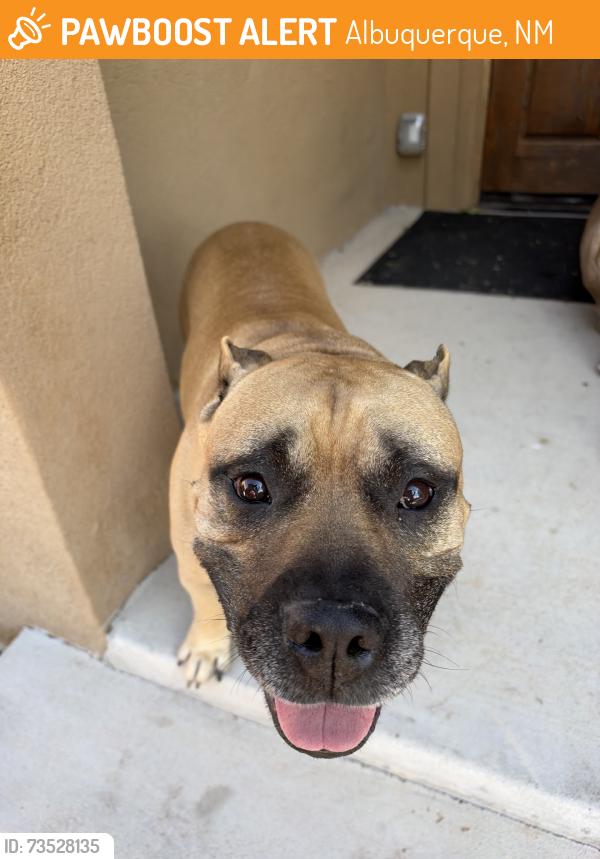 Found/Stray Male Dog last seen Spain, Albuquerque, NM 87111