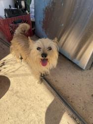 Found/Stray Female Dog last seen s Nogales hwy and s old Nogales hwy., Tucson, AZ 85706
