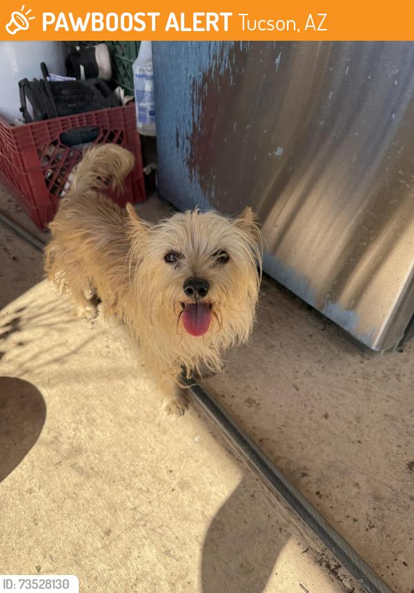 Found/Stray Female Dog last seen s Nogales hwy and s old Nogales hwy., Tucson, AZ 85706