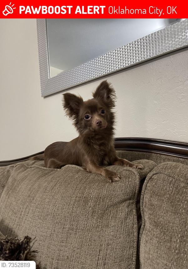 Lost Male Dog last seen Near S Kentucky Ave, Oklahoma City, OK 73159, Oklahoma City, OK 73159