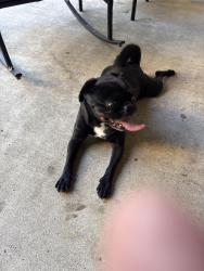 Found/Stray Male Dog last seen Princess Sarit, Santee, CA 92071