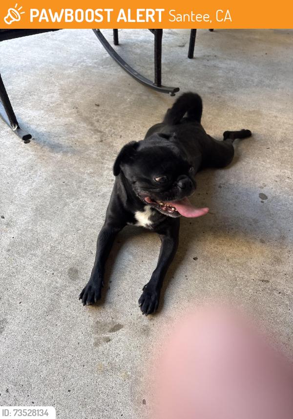 Found/Stray Male Dog last seen Princess Sarit, Santee, CA 92071