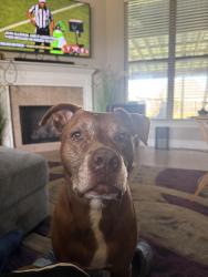 Lost Male Dog last seen azlea dr, Ponchatoula, LA 70454