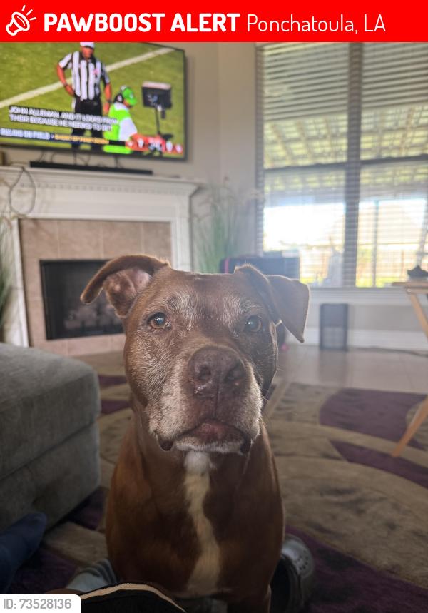 Lost Male Dog last seen azlea dr, Ponchatoula, LA 70454