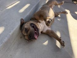 Found/Stray Female Dog last seen Spain, Albuquerque, NM 87111
