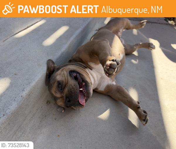 Found/Stray Female Dog last seen Spain, Albuquerque, NM 87111