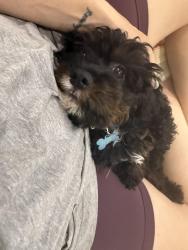 Lost Male Dog last seen Kirkwood dr and Northcliff, Dallas, TX 75218