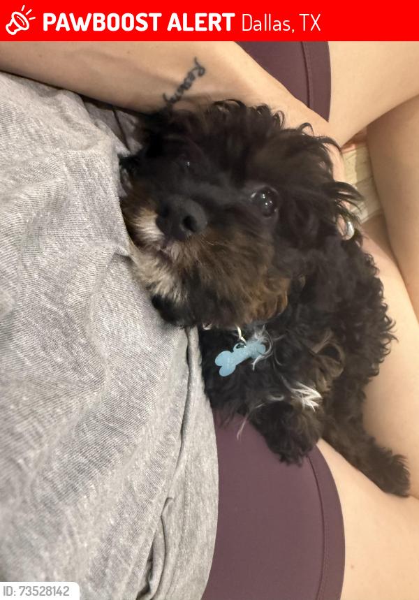 Lost Male Dog last seen Kirkwood dr and Northcliff, Dallas, TX 75218
