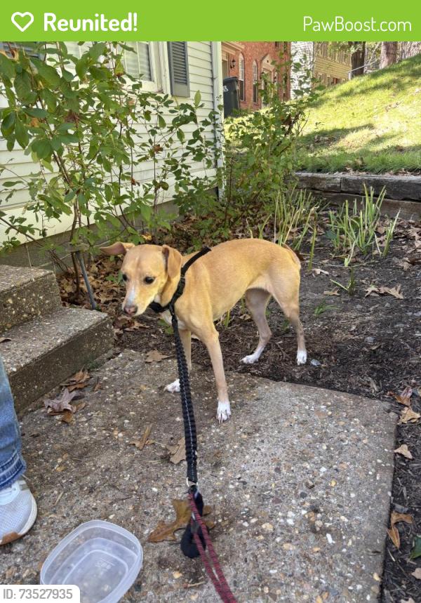 Reunited Female Dog last seen Morrison road, Little Rock, AR 72212