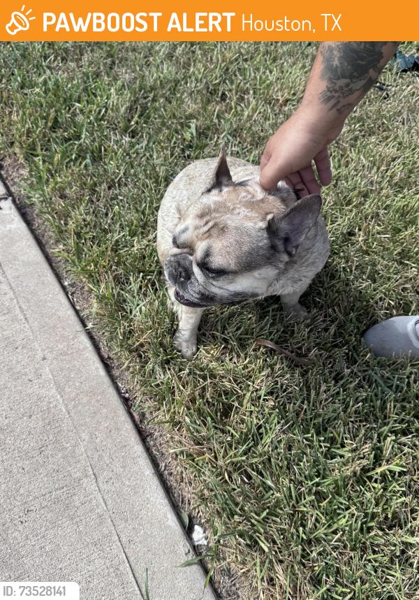 Found/Stray Male Dog last seen Riverstone Ranch Clear Creek subdivision, Houston, TX 77089