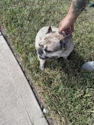 Found/Stray Male Dog last seen Riverstone Ranch Clear Creek subdivision, Houston, TX 77089