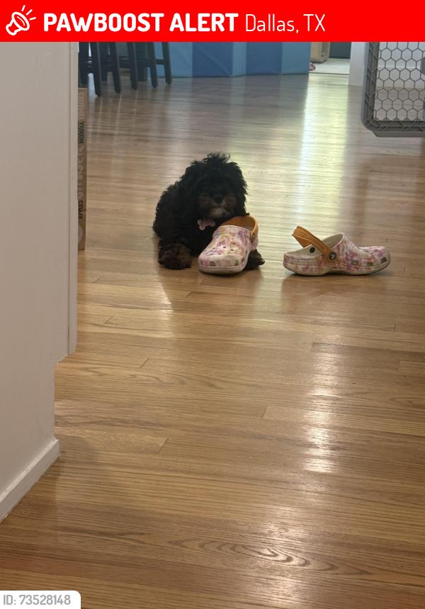 Lost Female Dog last seen Kirkwood and Northcliff, Dallas, TX 75218
