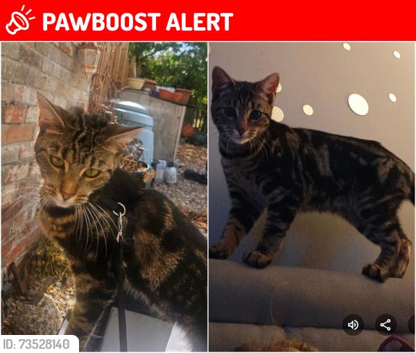 Lost Female Cat last seen Staploe lane, Staploe, England PE19 5JA