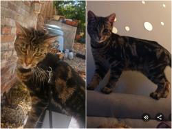 Lost Female Cat last seen Staploe lane, Staploe, England PE19 5JA