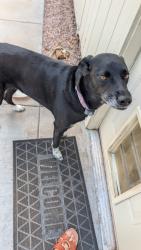 Found/Stray Unknown Dog last seen Power rd and southern ave, Mesa, AZ 85208