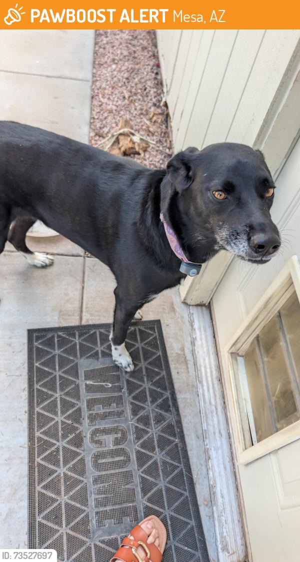 Found/Stray Unknown Dog last seen Power rd and southern ave, Mesa, AZ 85208