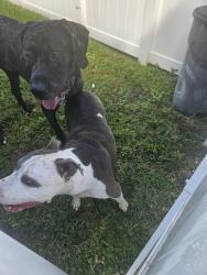 Reunited Unknown Dog last seen Acadamy Blvd, Cape Coral, FL 33904