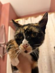 Found/Stray Female Cat last seen Orange St and Dures Ln, Macon, GA 31201