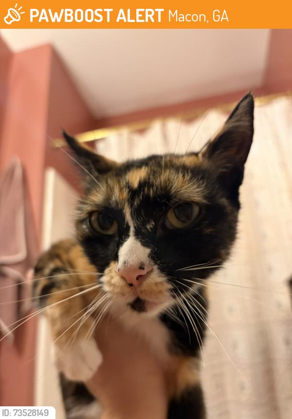 Found/Stray Female Cat last seen Orange St and Dures Ln, Macon, GA 31201