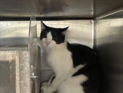 Shelter Stray Male Cat last seen Near BLOCK TREEHOUSE, 227 N D St, Perris, CA 92570, USA