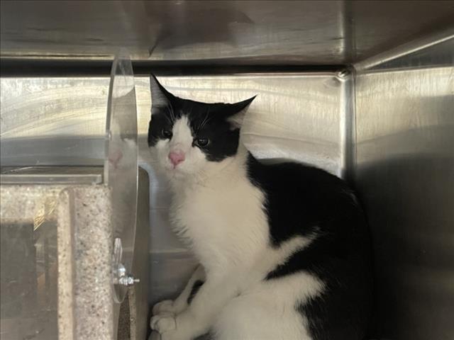 Shelter Stray Male Cat last seen Near BLOCK TREEHOUSE, 227 N D St, Perris, CA 92570, USA