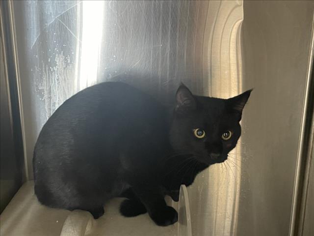 Shelter Stray Male Cat last seen Near BLOCK HAWTHORNE, 227 N D St, Perris, CA 92570, USA
