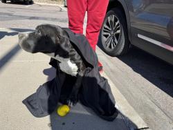 Shelter Stray Male Dog last seen Near BLOCK E 8TH ST, PUEBLO CO 81001, 4600 Eagleridge Pl, Pueblo, CO 81008, USA