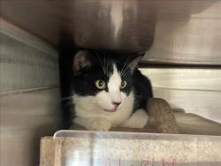 Shelter Stray Female Cat last seen Near BLOCK ARBOR RIDGE, 227 N D St, Perris, CA 92570, USA