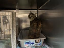 Shelter Stray Female Cat last seen Near BLOCK AMETHYST, 227 N D St, Perris, CA 92570, USA