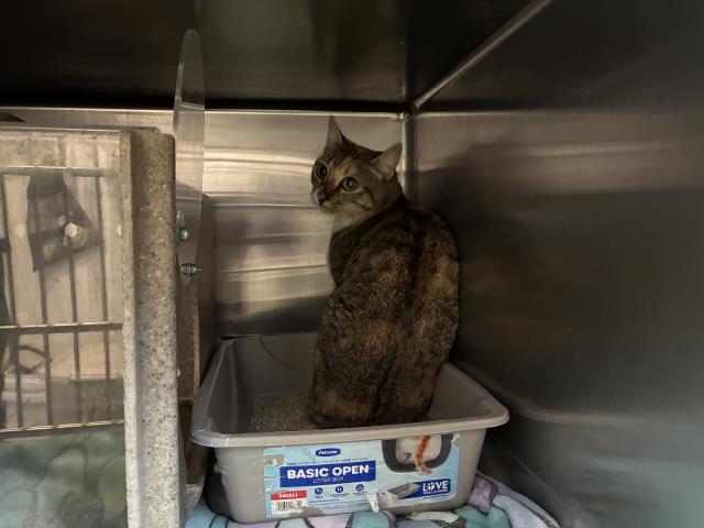 Shelter Stray Female Cat last seen Near BLOCK AMETHYST, 227 N D St, Perris, CA 92570, USA