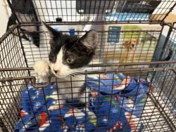 Shelter Stray Female Cat last seen Near BLOCK RECOGNITION, 227 N D St, Perris, CA 92570, USA
