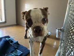 Shelter Stray Female Dog last seen COUNT TURF/ RIVA RIGDE, 227 N D St, Perris, CA 92570, USA